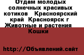 Отдам молодых солнечных красивых котиков - Красноярский край, Красноярск г. Животные и растения » Кошки   
